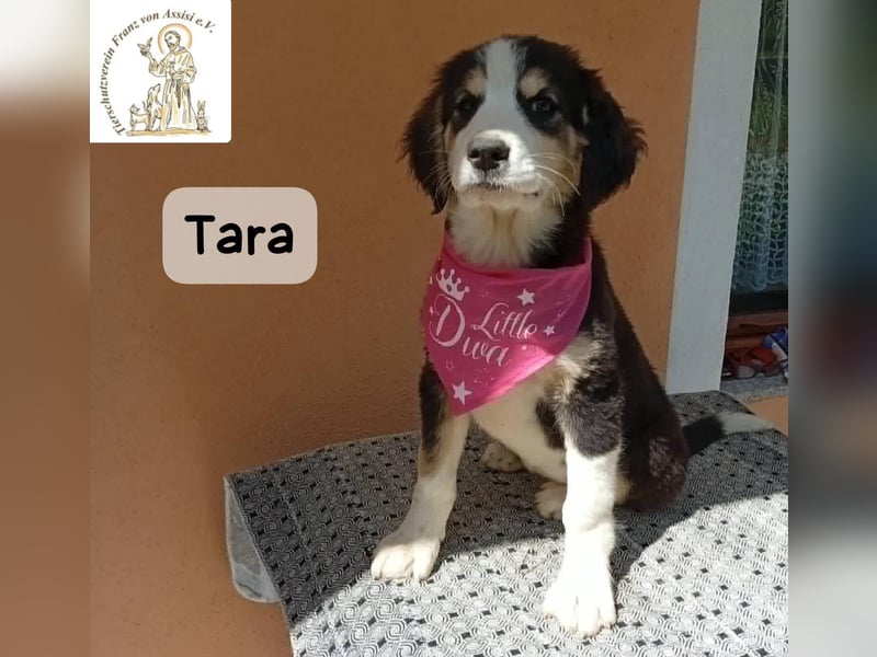 Tara – jemanden zum Bleiben finden, das wäre schön!