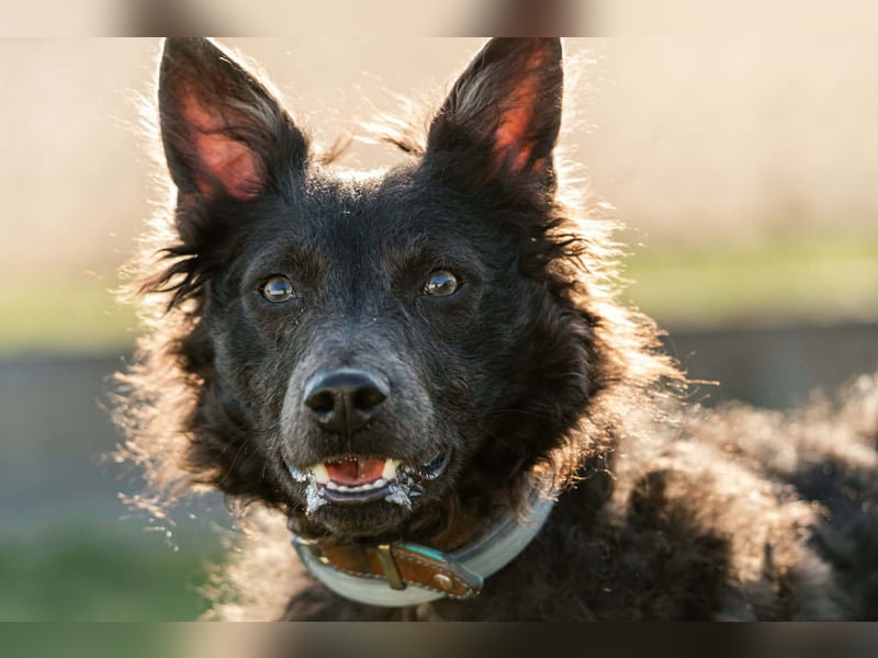 Sanfter Szike  in 38268 Lengede- Broistedt/ Nds.