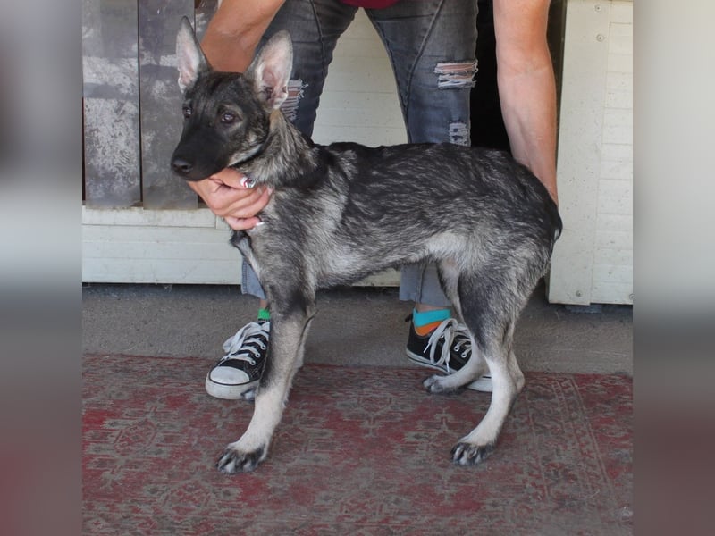 Wundervolle Eliska in 47829 Krefeld