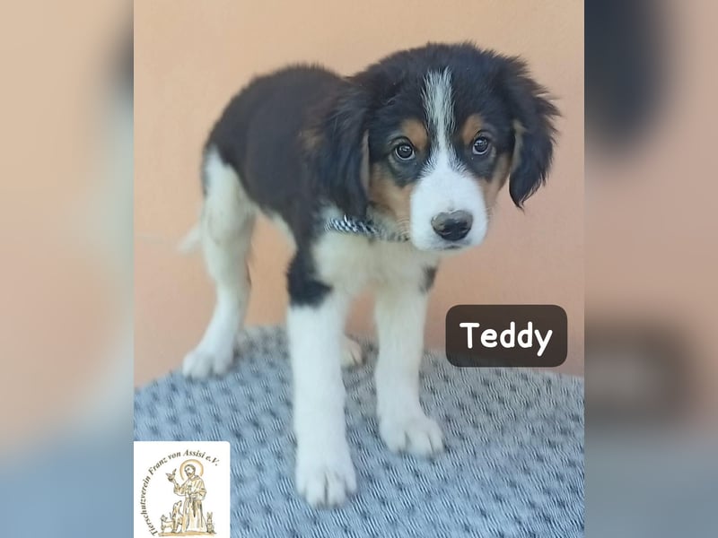 Teddy – talentiert in Kuscheln, Spielen und Unsinn machen!