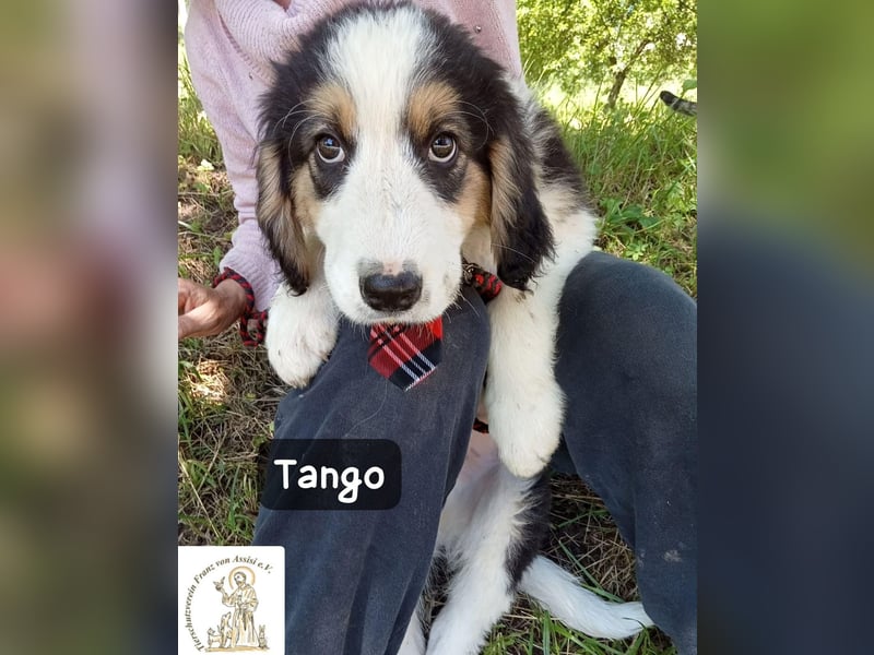 Tango – die Welt ist groß – aber ein Zuhause ist das Größte!