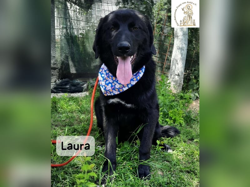 Laura sucht ihre Menschen – und zwar für ein ganzes Hundeleben!
