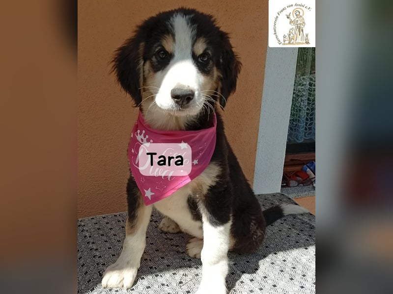 Tara – jemanden zum Bleiben finden, das wäre schön!