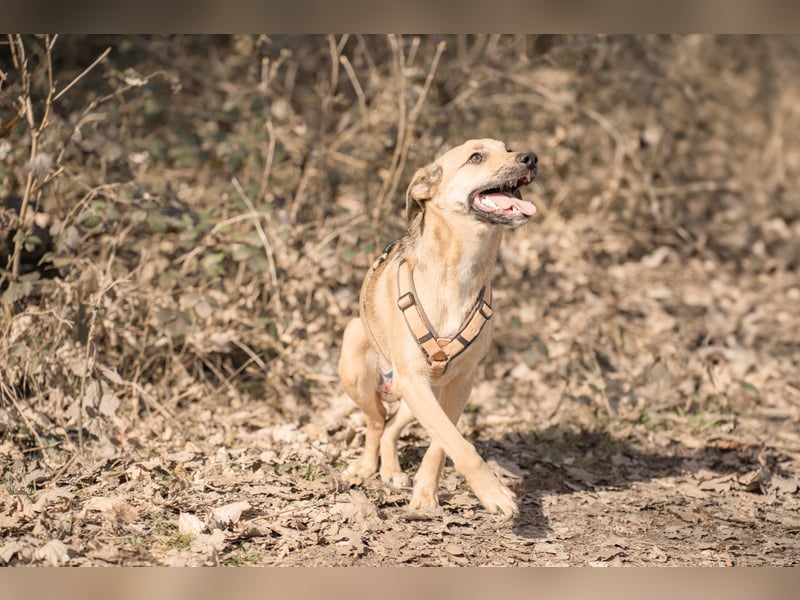Sonnenschein Tapi mit Handicap wartet in Oberdürenbach