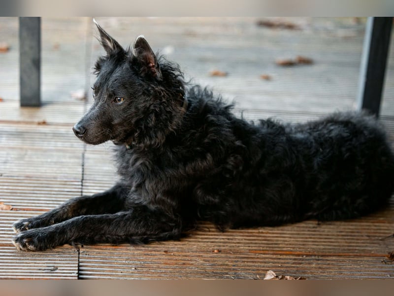 Sanfter Szike  in 38268 Lengede- Broistedt/ Nds.