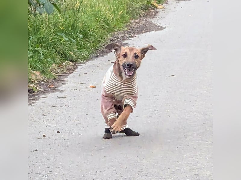 Sonnenschein Tapi mit Handicap wartet in Oberdürenbach
