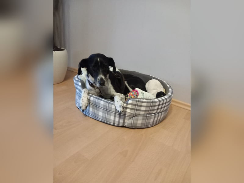 Familienhündin Lana