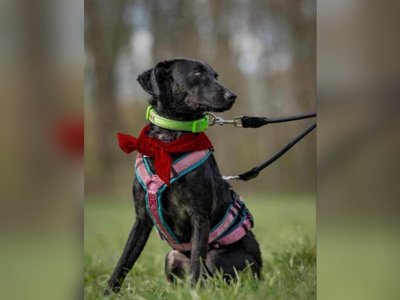 Sensible Leesha sucht ihre Menschen