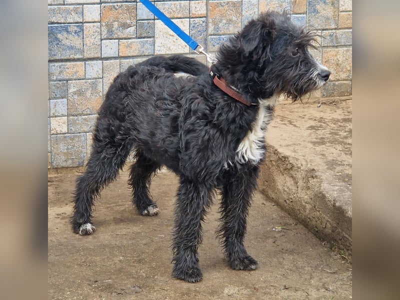 Kuschelprofi Frèzia sucht ihre Menschen