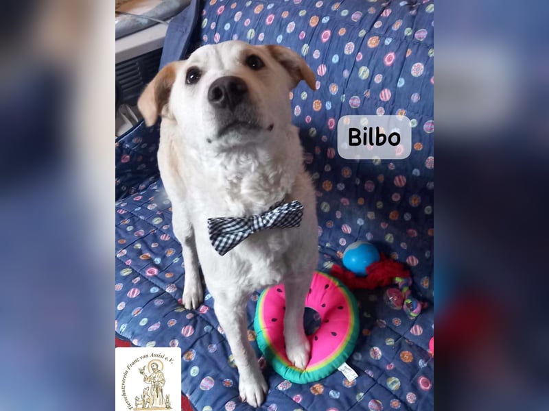 Bilbo – verliebt ins Leben und bereit für dich!