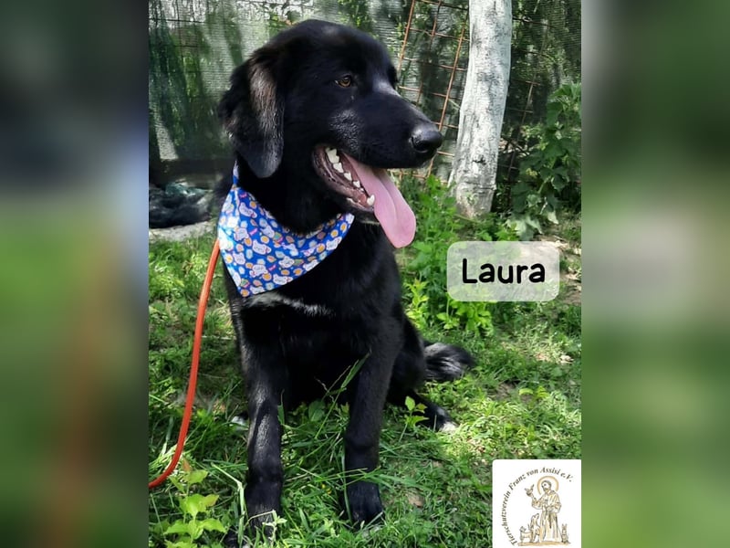 Laura sucht ihre Menschen – und zwar für ein ganzes Hundeleben!