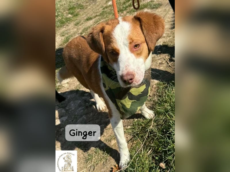 Ginger – vom Straßenabenteurer zum Kuschelprofi!