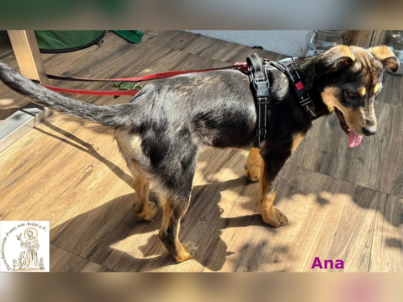 Ana – junges Mädchen, große Pläne!