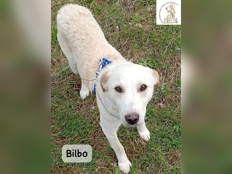 Bilbo – verliebt ins Leben und bereit für dich!