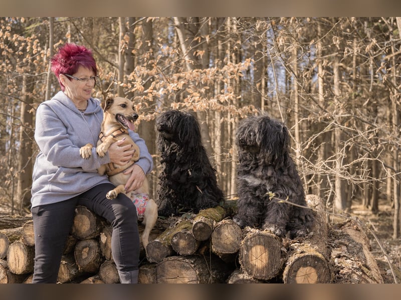 Sonnenschein Tapi mit Handicap wartet in Oberdürenbach