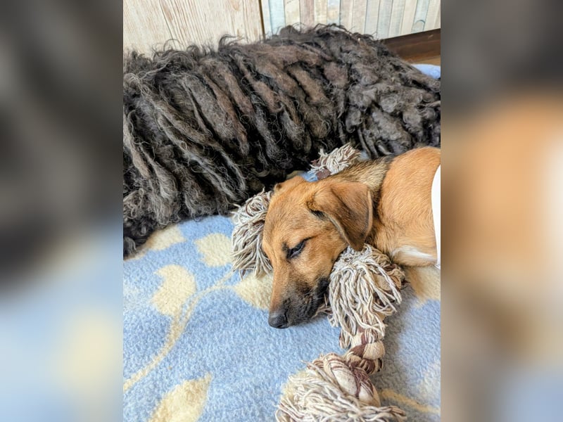 Sonnenschein Tapi mit Handicap wartet in Oberdürenbach