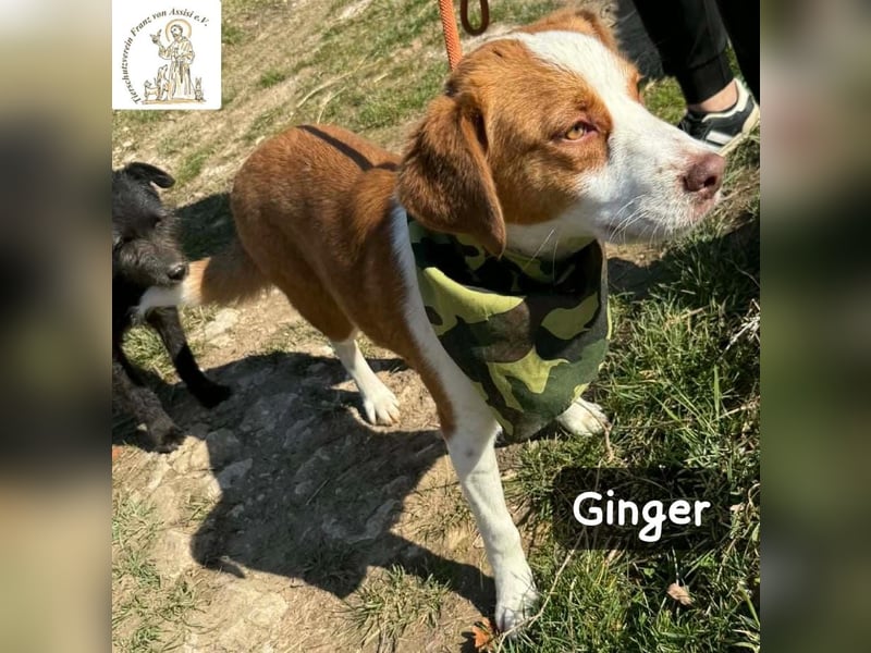 Ginger – vom Straßenabenteurer zum Kuschelprofi!