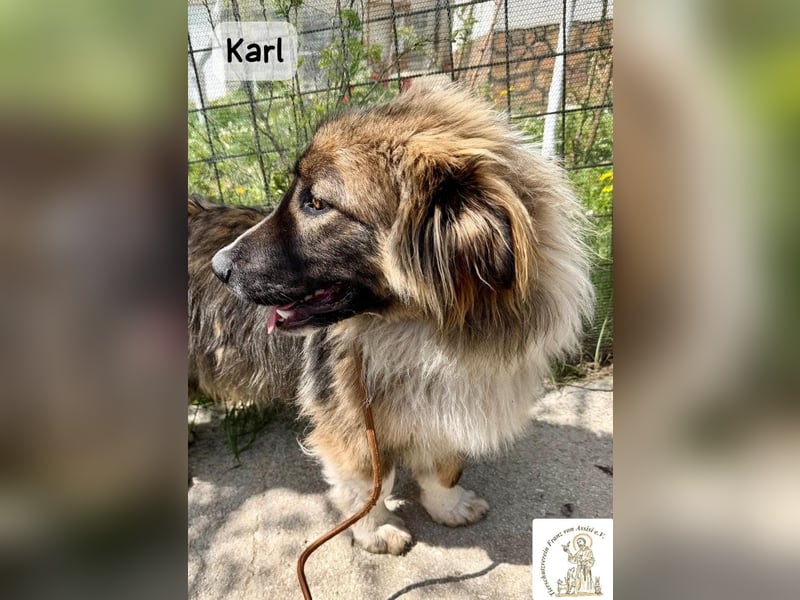 Karl – ein echtes Unikat auf vier Pfoten!