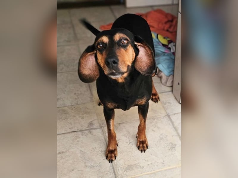 Leonora ist eine bezaubernde süße Hundedame