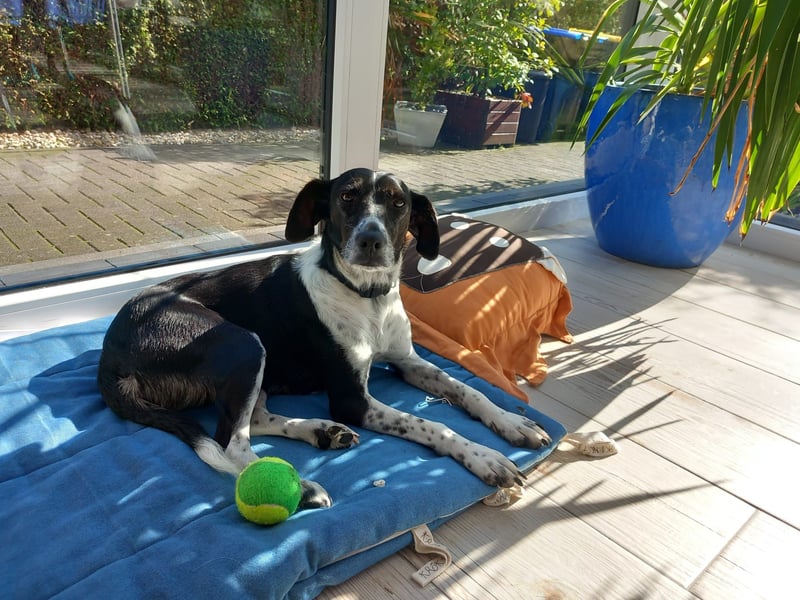 Familienhündin Lana