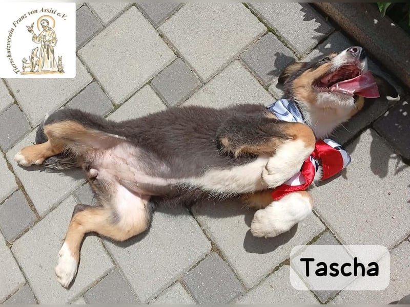 Tascha – heute wäre ein guter Tag, um ein Zuhause zu finden!