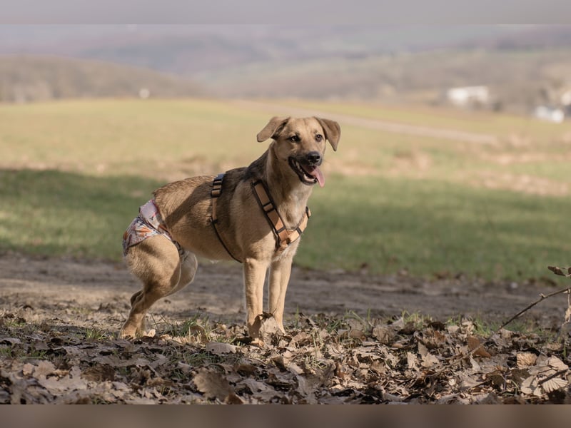 Sonnenschein Tapi mit Handicap wartet in Oberdürenbach