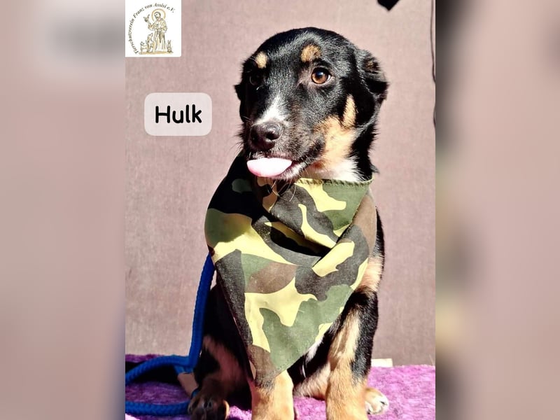 Hulk – niedlich? Ja. Unschuldig? Eher nicht!