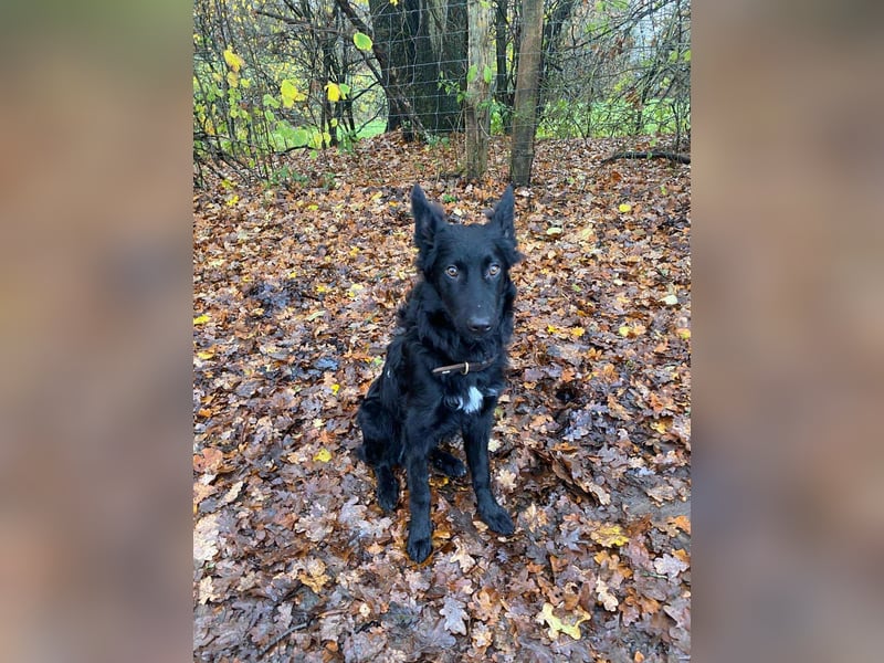 Sanfter Enzo  in 20099 Hamburg