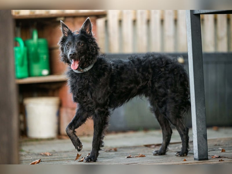 Sanfter Szike  in 38268 Lengede- Broistedt/ Nds.