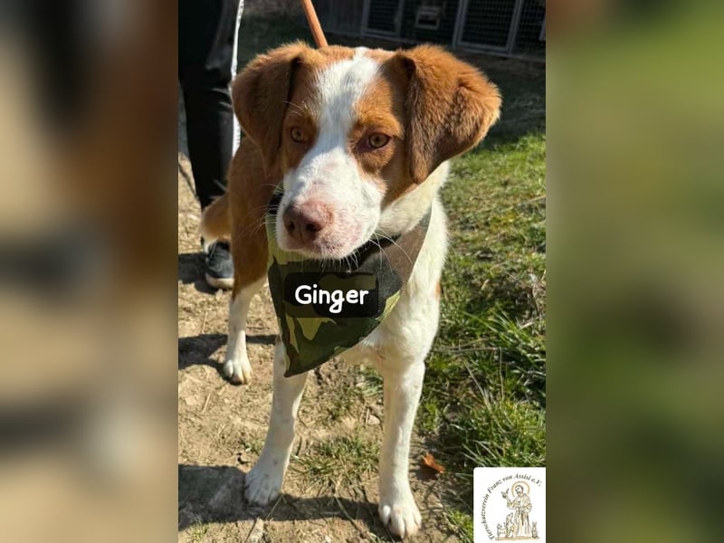 Ginger – vom Straßenabenteurer zum Kuschelprofi!