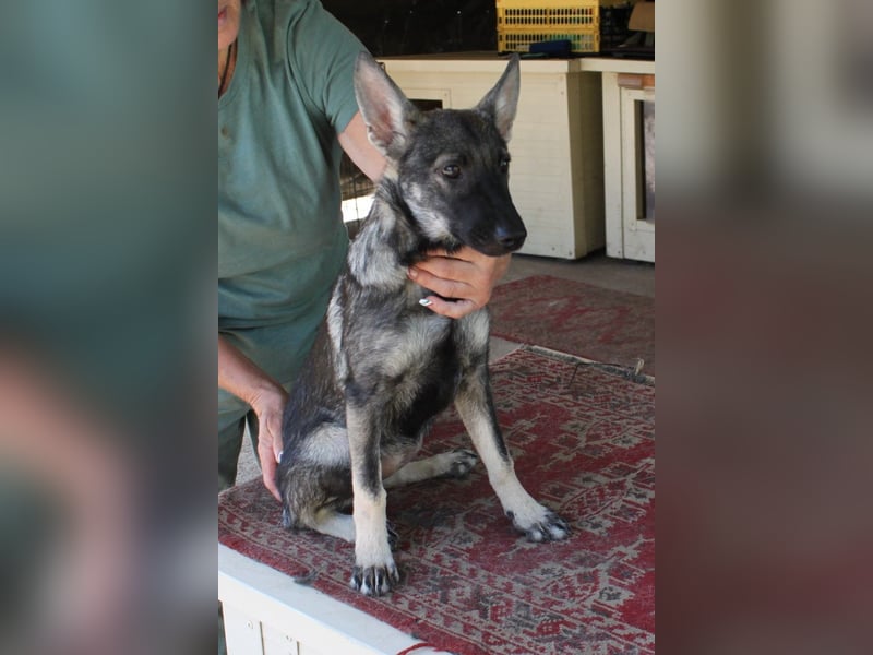 Wundervolle Eliska in 47829 Krefeld