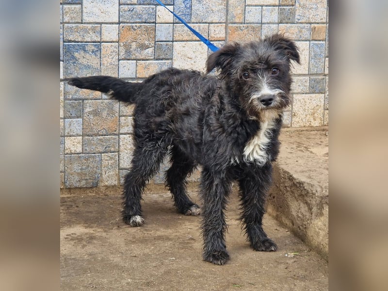 Kuschelprofi Frèzia sucht ihre Menschen