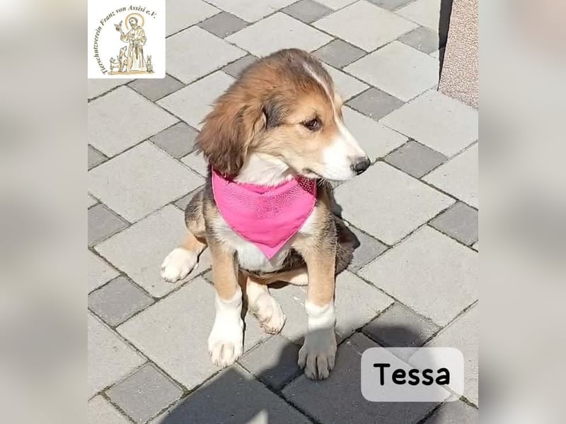 Tessa – manche Schätze findet man auf vier Pfoten!