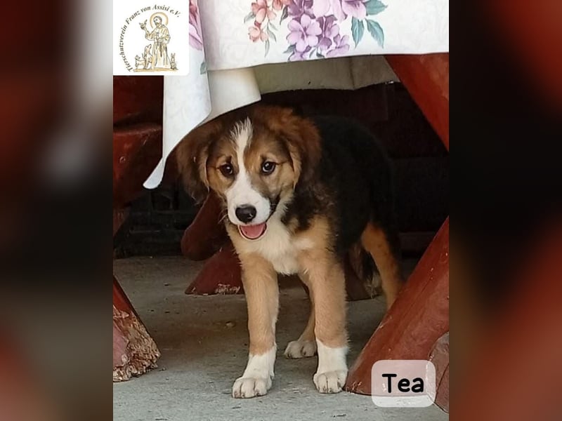 Tea – zu jung, um die Welt allein zu erobern!