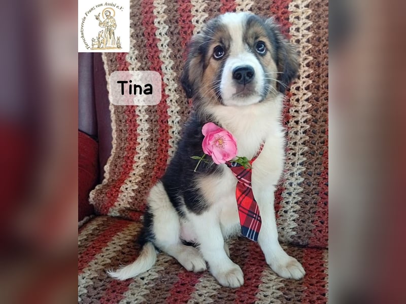 Tina – Manchmal braucht das Glück nur ein kleines Körbchen!
