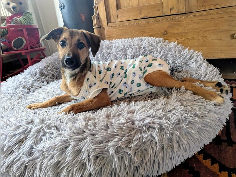 Sonnenschein Tapi mit Handicap wartet in Oberdürenbach