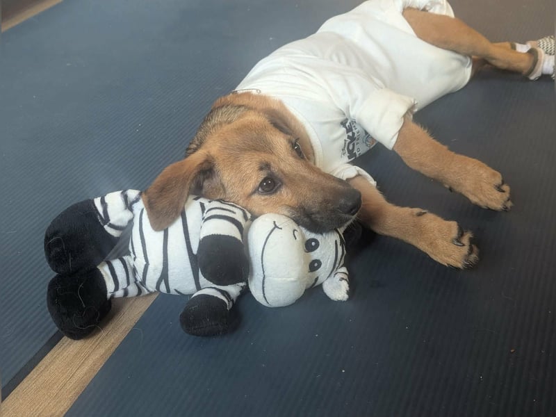 Sonnenschein Tapi mit Handicap wartet in Oberdürenbach