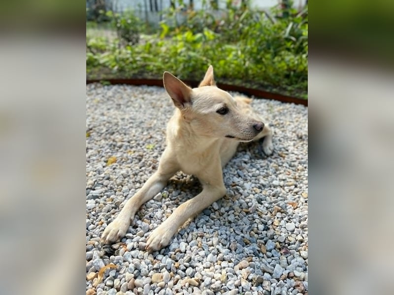 Charmanter Mati sucht ein passendes Zuhause