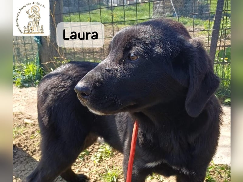 Laura sucht ihre Menschen – und zwar für ein ganzes Hundeleben!
