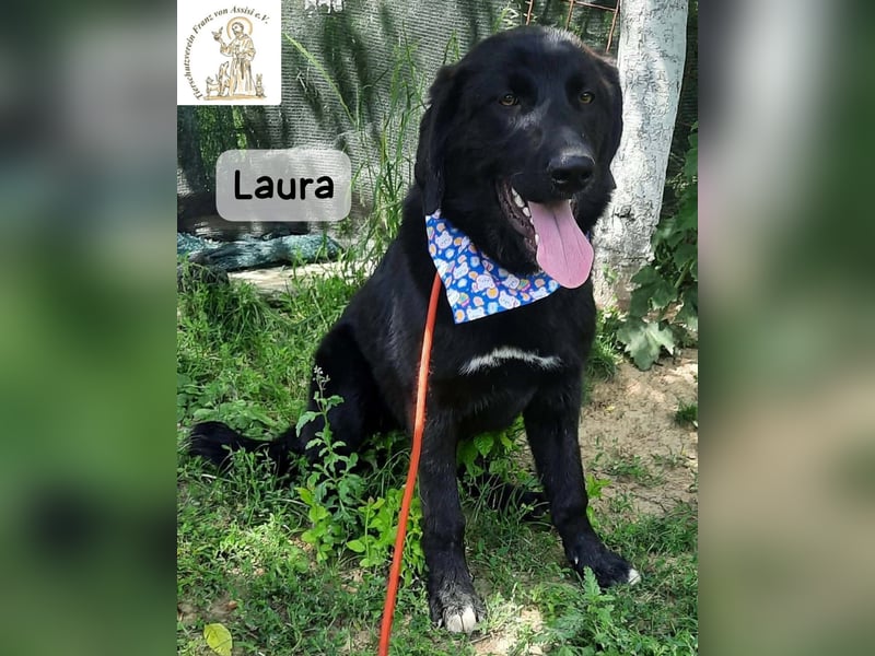 Laura sucht ihre Menschen – und zwar für ein ganzes Hundeleben!