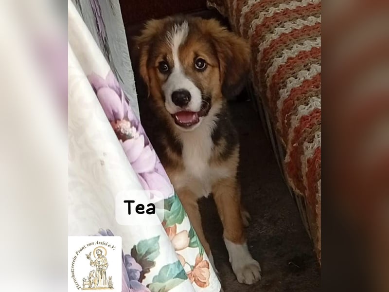 Tea – zu jung, um die Welt allein zu erobern!