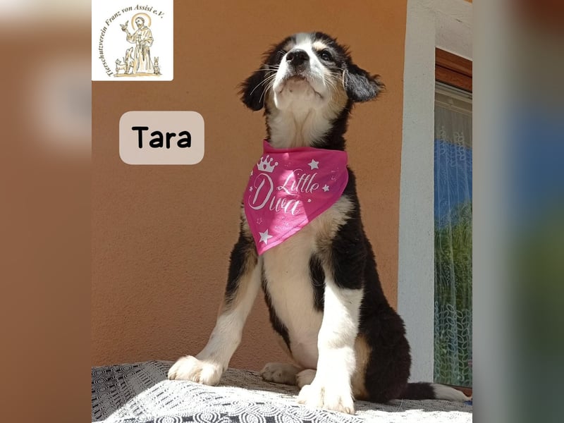 Tara – jemanden zum Bleiben finden, das wäre schön!