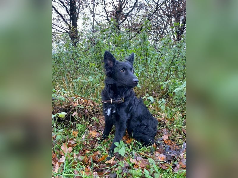 Sanfter Enzo  in 20099 Hamburg