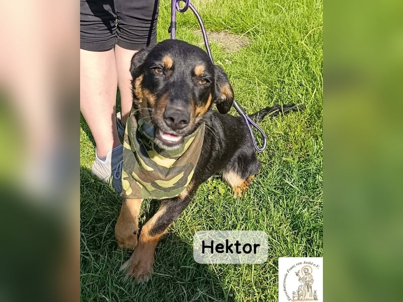 Hektor – mittendrin statt brav daneben!