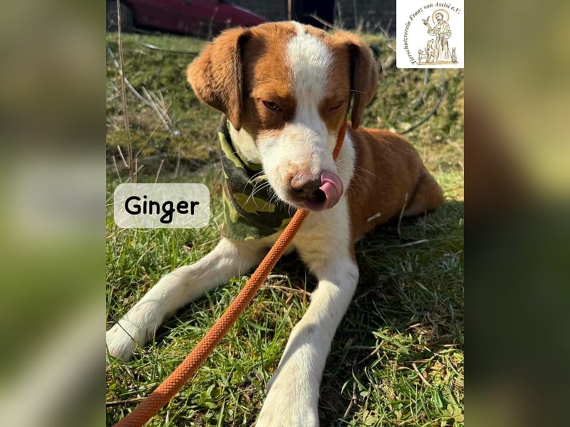 Ginger – vom Straßenabenteurer zum Kuschelprofi!