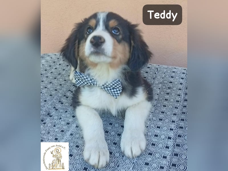 Teddy – talentiert in Kuscheln, Spielen und Unsinn machen!
