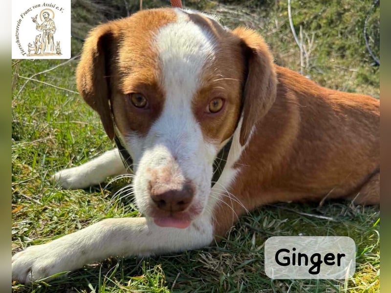 Ginger – vom Straßenabenteurer zum Kuschelprofi!