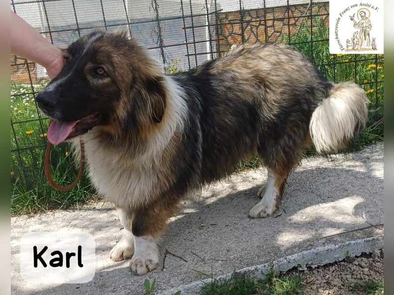 Karl – ein echtes Unikat auf vier Pfoten!