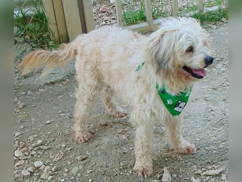 Muffin - freundlicher Hundjunge auf der Suche nach seinem Glück