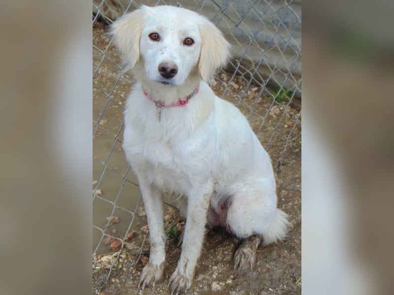 Angie kam mit ihren acht Welpen